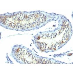 Prolactin Receptor(B6.2), CF640R conjugate, 0.1mg/mL