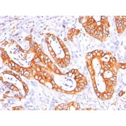 Mucin 1 / EMA / Episialin / CD227(GP1.4 + E29), CF640R conjugate, 0.1mg/mL