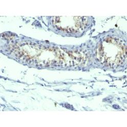 Prolactin Receptor(B6.2 + PRLR742), CF640R conjugate, 0.1mg/mL