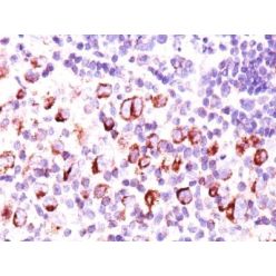 bcl-x(BX006 + 2H12), CF640R conjugate, 0.1mg/mL