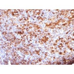 Human IgG Immunoglobulin(ICO-97), CF640R conjugate, 0.1mg/mL