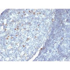 IgM Immunoglobulin(Cocktail), CF640R conjugate, 0.1mg/mL