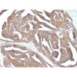 GnRH-Receptor (LHRH Receptor)(F1G4), CF640R conjugate, 0.1mg/mL