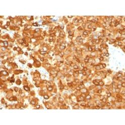 Pmel17 / gp100 / SILV(PMEL/783), CF640R conjugate, 0.1mg/mL