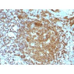 CD45RA(PTPRC/818), CF640R conjugate, 0.1mg/mL