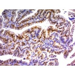 p21 / WAF1(DCS-60.2), CF640R conjugate, 0.1mg/mL
