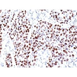 p21 / WAF1(CIP1/823), CF640R conjugate, 0.1mg/mL
