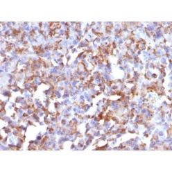 CD68(LAMP4/824), CF640R conjugate, 0.1mg/mL