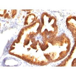 Cytokeratin 18(KRT18/836), CF640R conjugate, 0.1mg/mL