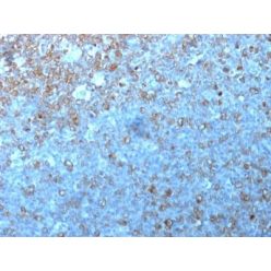 p34 / cdk1(POH-1), CF640R conjugate, 0.1mg/mL