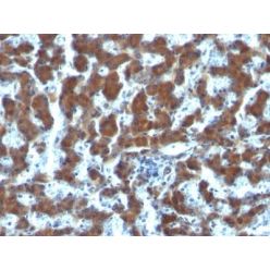 Retinol Binding Protein-1(G4E4), CF640R conjugate, 0.1mg/mL