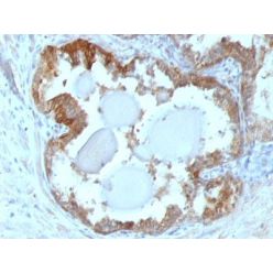 HSP27(G3.1), CF640R conjugate, 0.1mg/mL