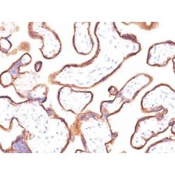 PLAP (Placental Alkaline Phosphatase)(ALP/870), CF640R conjugate, 0.1mg/mL