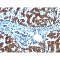 Retinol Binding Protein-1(RBP/872), CF640R conjugate, 0.1mg/mL