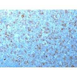 p34 / cdk1(CDK1/873), CF640R conjugate, 0.1mg/mL