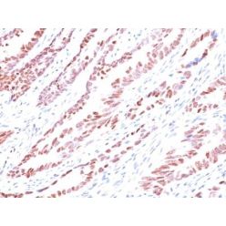 p57 / KIP2(KP10), CF640R conjugate, 0.1mg/mL