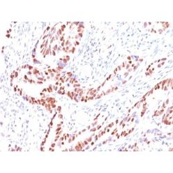 p57 / KIP2(KIP2/880), CF640R conjugate, 0.1mg/mL
