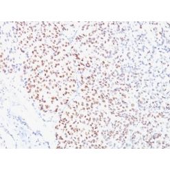 MiTF (Microphthalmia Transcription Factor)(C5/D5), CF640R conjugate, 0.1mg/mL