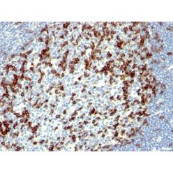 PDCD1 / PD1 / CD279 (Programmed Cell Death 1)(NAT105),  CF640R conjugate, 0.1mg/mL