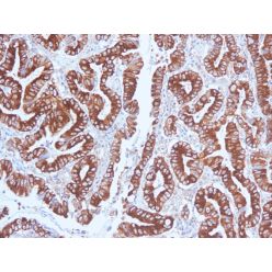 Mucin 5AC (MUC5AC)(CLH2), CF640R conjugate, 0.1mg/mL