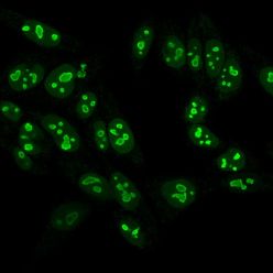 Nucleolin(NCL/902), CF640R conjugate, 0.1mg/mL