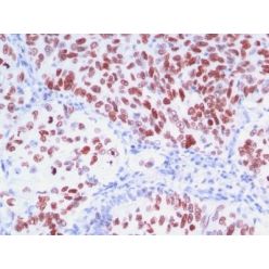 TTF-1 / NKX2.1(8G7G3/1 + NX2.1/690), CF640R conjugate, 0.1mg/mL