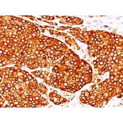 Tyrosinase(T311 + OCA1/812), CF640R conjugate, 0.1mg/mL