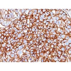 CD44 Standard(HCAM/918), CF640R conjugate, 0.1mg/mL