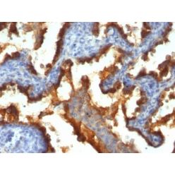 Mucin 1 / EMA / Episialin / CD227(139H2), CF640R conjugate, 0.1mg/mL