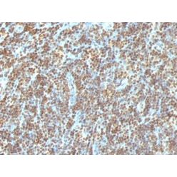 Double Stranded DNA (dsDNA)(AE-2), CF640R conjugate, 0.1mg/mL