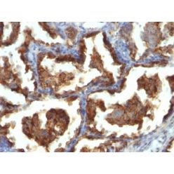 Mucin 1 / EMA / Episialin / CD227(MUC1/955), CF640R conjugate, 0.1mg/mL