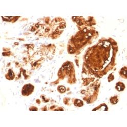 MUC1 / EMA / CD227 (Epithelial Marker) (rMUC1/960),  CF640R conjugate, 0.1mg/mL