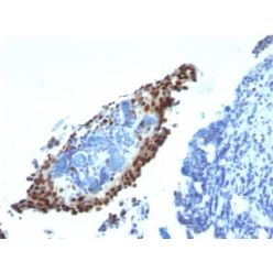 p21 / WAF1(HJ21), CF640R conjugate, 0.1mg/mL