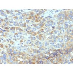 CD54(W-CAM-1; same as Wehi-CAM-1 or 1H4), CF640R conjugate, 0.1mg/mL