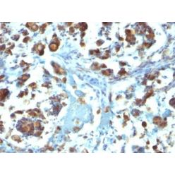 Mucin 3(M3.1), CF640R conjugate, 0.1mg/mL