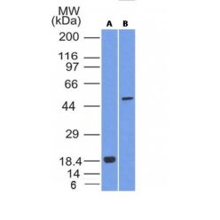 SOX10(SOX10/992), CF640R conjugate, 0.1mg/mL