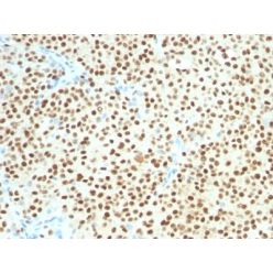 SOX10(SOX10/1074), CF640R conjugate, 0.1mg/mL