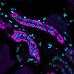 Ksp-Cadherin / CDH16(CDH16/1071), CF640R conjugate, 0.1mg/mL