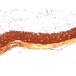 Cytokeratin, LMW(KRTL/1077), CF640R conjugate, 0.1mg/mL
