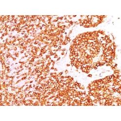 CD45RO(190-2F2.5), CF640R conjugate, 0.1mg/mL