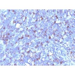 CD43(SPN/1094), CF640R conjugate, 0.1mg/mL