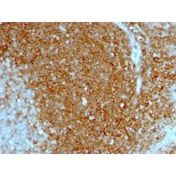 CD44 Standard(HCAM/1097), CF640R conjugate, 0.1mg/mL
