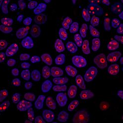 Cyclin B1(CCNB1/1098), CF640R conjugate, 0.1mg/mL