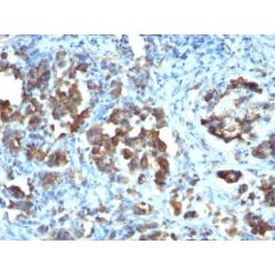 Cdc20(CDC20/1102), CF640R conjugate, 0.1mg/mL