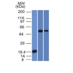 TOX3(TOX3/1124), CF640R conjugate, 0.1mg/mL