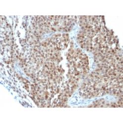 p21 / WAF1(CIP1/823 + DCS-60.2), CF640R conjugate, 0.1mg/mL
