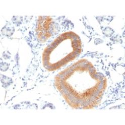 CD86(C86/1146), CF640R conjugate, 0.1mg/mL