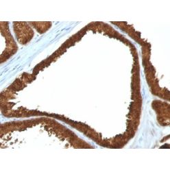 IDH1(IDH1/1152), CF640R conjugate, 0.1mg/mL