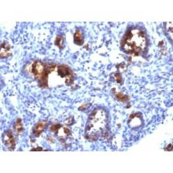 Mucin 3(MUC3/1154), CF640R conjugate, 0.1mg/mL