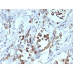 PAX6(PAX6/1166), CF640R conjugate, 0.1mg/mL